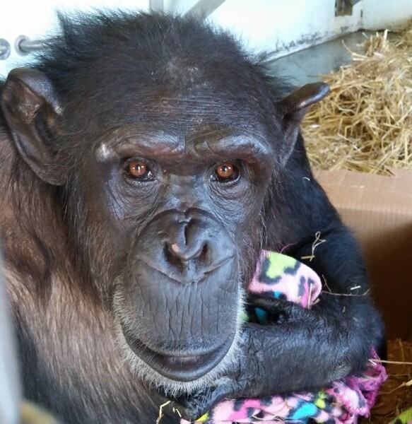 Save the chimps